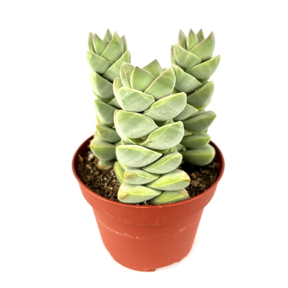 Crassula Moonglow Rare Succulents Live Potted plants