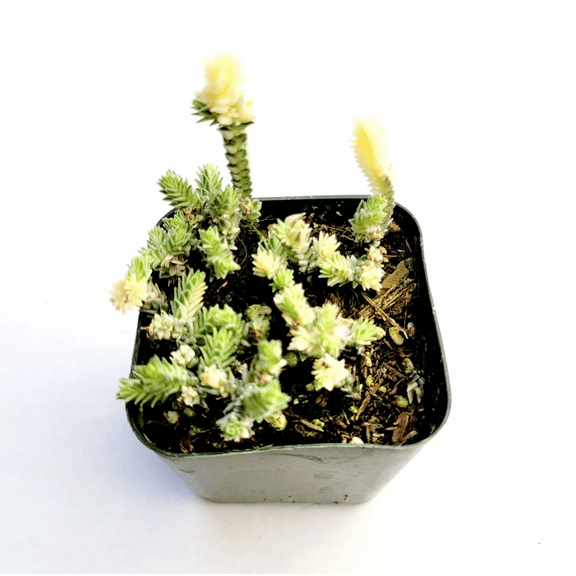 Crassula Muscosa F. Variegata 'Watch Chain' Succulent Live Plant 2 Inch for Indoor Outdoor Home Office Garden Decor