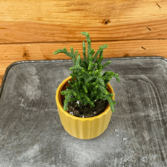 Crassula Muscosa Princess Pine, 2" Plant, The Plant Farm