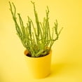 thumbnail image 1 of Crassula Muscosa 'Watch Chain Plant', 1 of 4