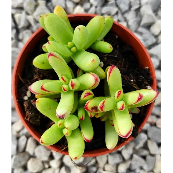 Crassula Nudicaulis Var. Herrei Succulent Live Plant 2 Inch for Indoor Outdoor Home Office Garden Decor