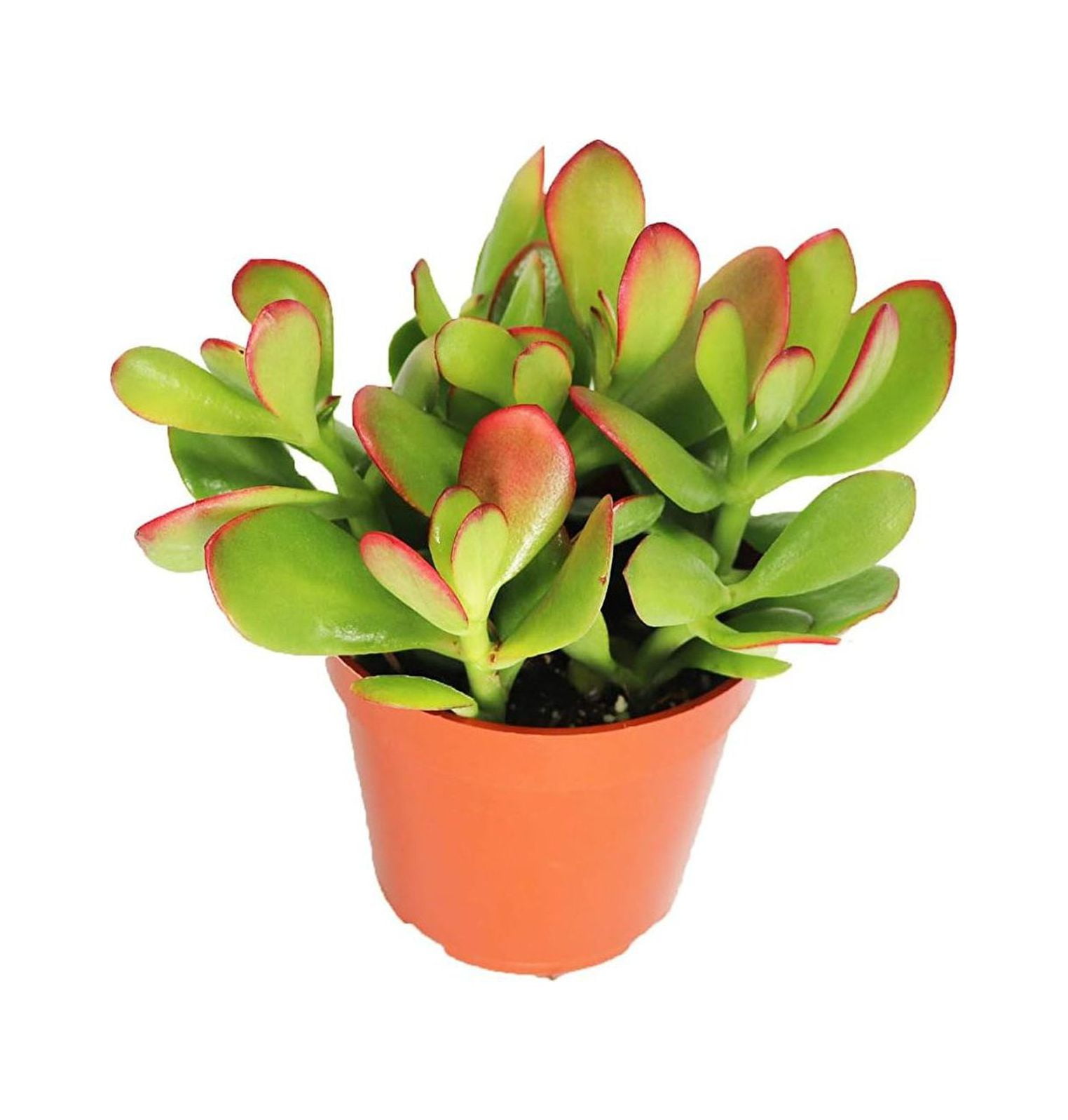 Crassula Ovata (Sunset Jade) 4'' from NeosKon