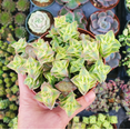 thumbnail image 1 of Crassula Perforata String of Buttons Variegata Succulent Live Plant 2 Inch for Indoor Outdoor Home Office Garden Decor, 1 of 6