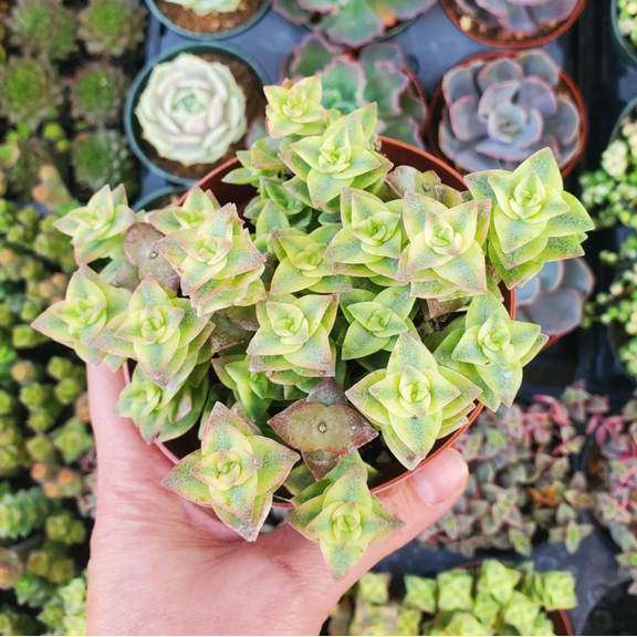 Crassula Perforata String of Buttons Variegata Succulent Live Plant 2 Inch for Indoor Outdoor Home Office Garden Decor