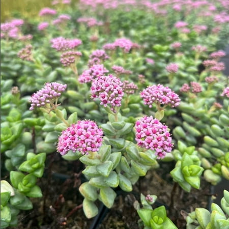 Crassula Rupestris, Spring Time, Kebab Bush, Live Succulent in 2" Pot