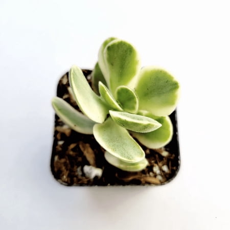 Crassula Swaziensis Variegata 'Money Maker' Succulent Live Plant 2 Inch for Indoor Outdoor Home Office Garden Decor