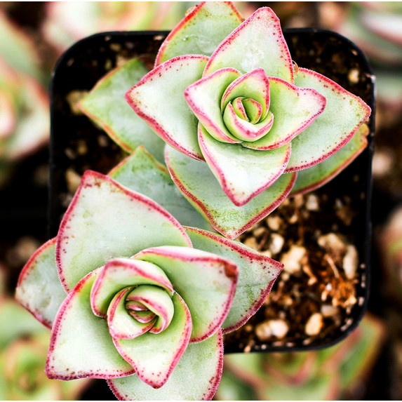 Crassula x Perforata 'Ivory Towers' Succulent Live Plant 2 Inch for Indoor Outdoor Home Office Garden Decor