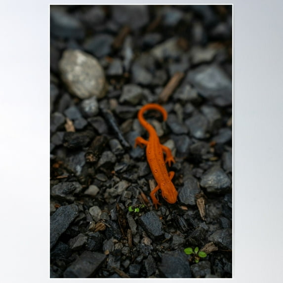 Crawling On Wet Gravel And Stones Poster Wall Art, Modern Wall Decor For Living Room Bedroom, 24x36 UNFRAMED