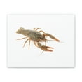 thumbnail image 1 of Cray Fish Hunting Cray Fish on Hunt Print Animal Wall Art Wildlife Canvas Prints Wall Art Ready to Hang Unframed, 1 of 18