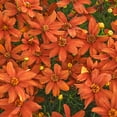 thumbnail image 1 of Crazy Cayenne Orange Flowering Coreopsis Tickseed Dormant Bare Root Perennial Starter Plant - 1 starter plant per offer, 1 of 4