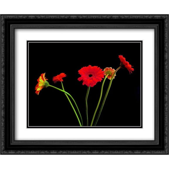 Crazy Daisies I 2x Matted 24x20 Black Ornate Framed Art Print by Burkhart, Monika