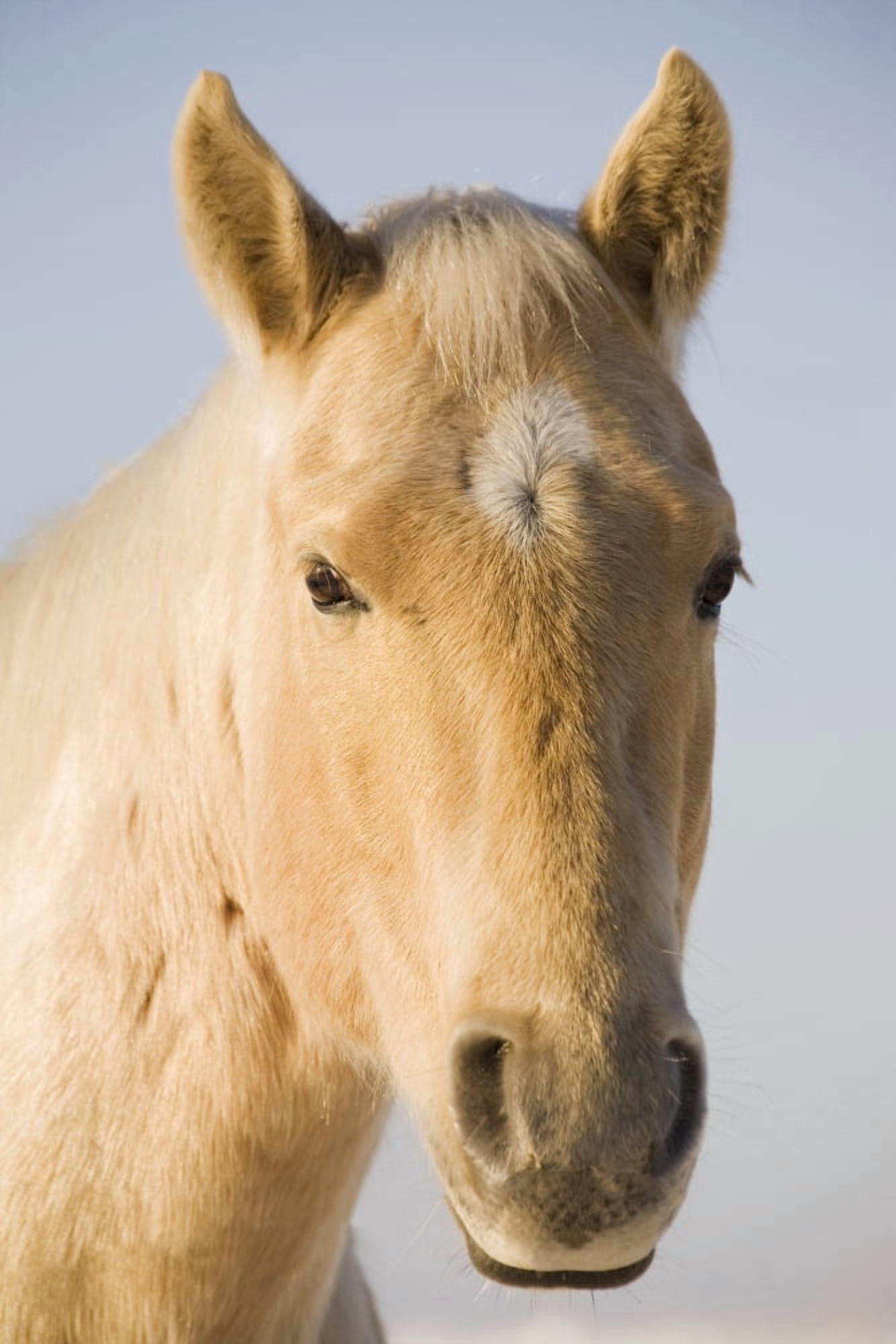 Cream Coloured Horse Head Looking Straight On With Blue Sky Calgary Alberta Canada Canvas Art - Michael Interisano Design Pics (12 x 18)