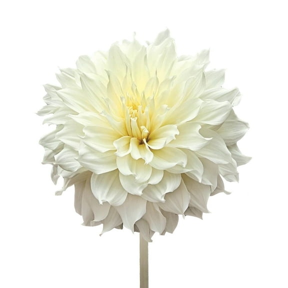 Cream Dahlias - 40-50 cm - Fresh Cut Flowers - 80 Stems - by Bloomingmore