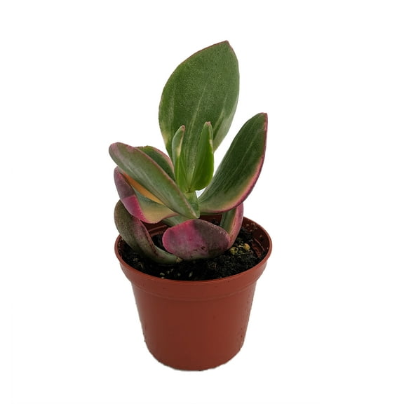 Cream & Green Jade Plant-Crassula ovata var. - 2.5" Pot