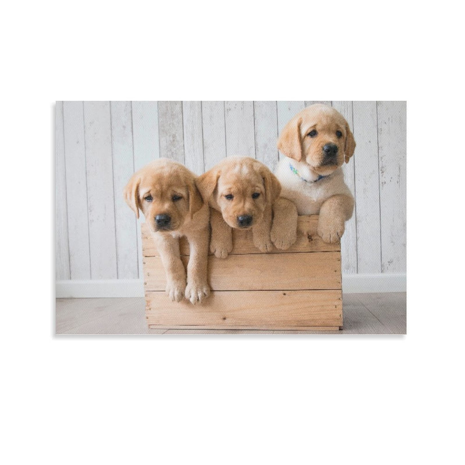 Cream Labrador Puppies Inside Box Poster Decorative Painting Canvas ...
