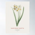 thumbnail image 1 of Cream Narcissus Or Narcissus Tazetta Poster Wall Art, Modern Wall Decor For Living Room Bedroom, 12x18 UNFRAMED, 1 of 3