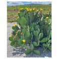 Creation Cultivated Live "Spineless Prickly Pear Cactus" Opuntia