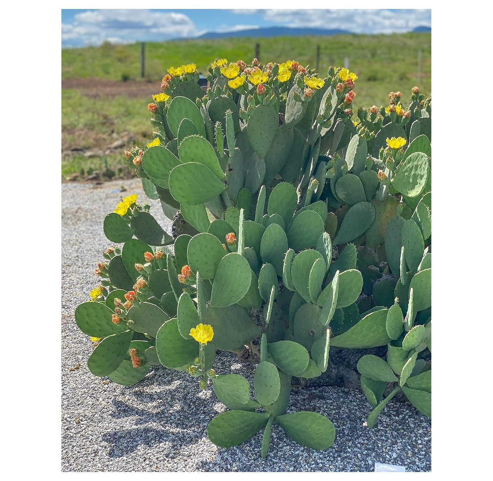 Creation Cultivated Live "Spineless Prickly Pear Cactus" Opuntia