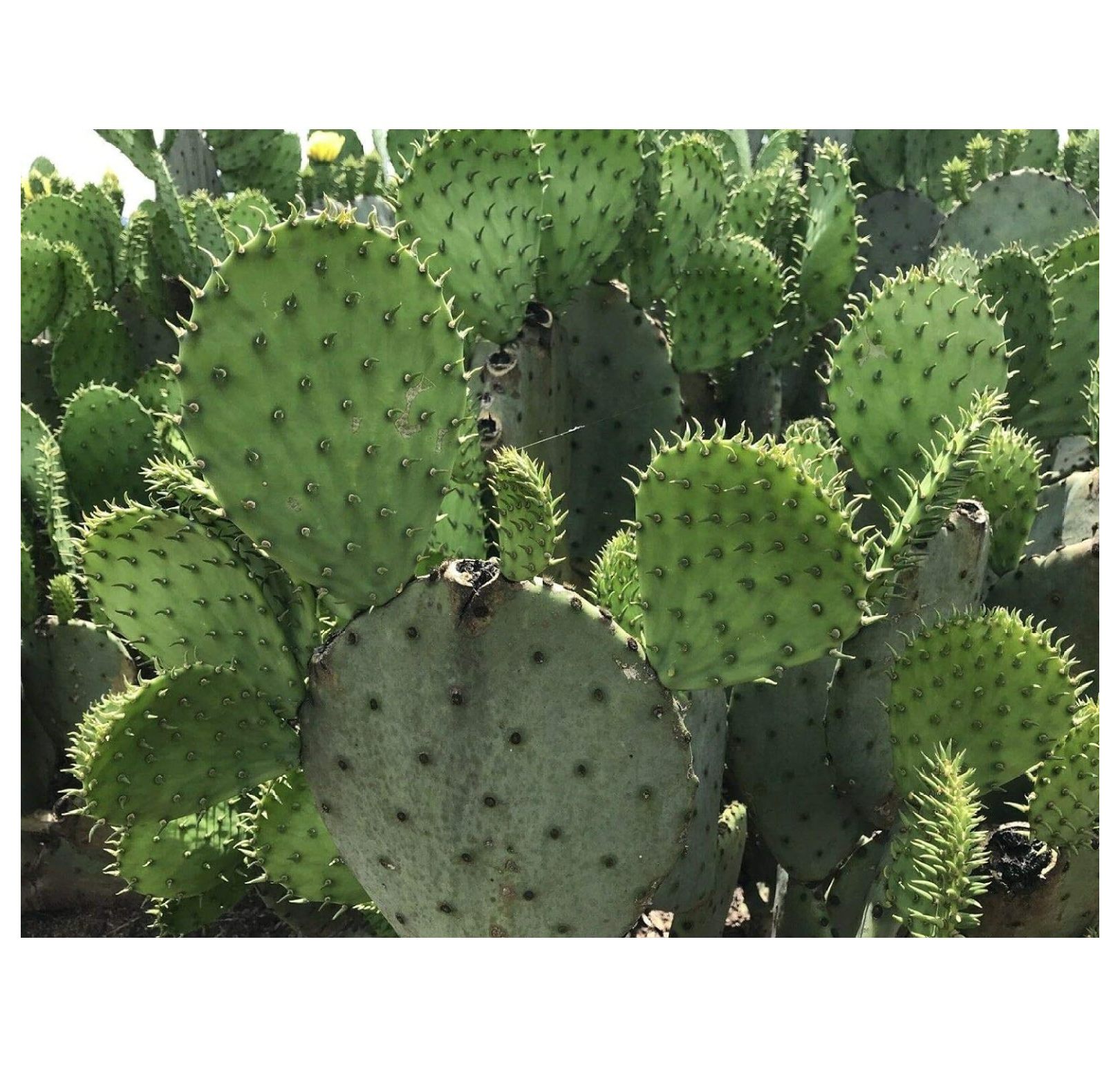 Creation Cultivated Prickly Pear Cactus Plant (1 Pad Cutting