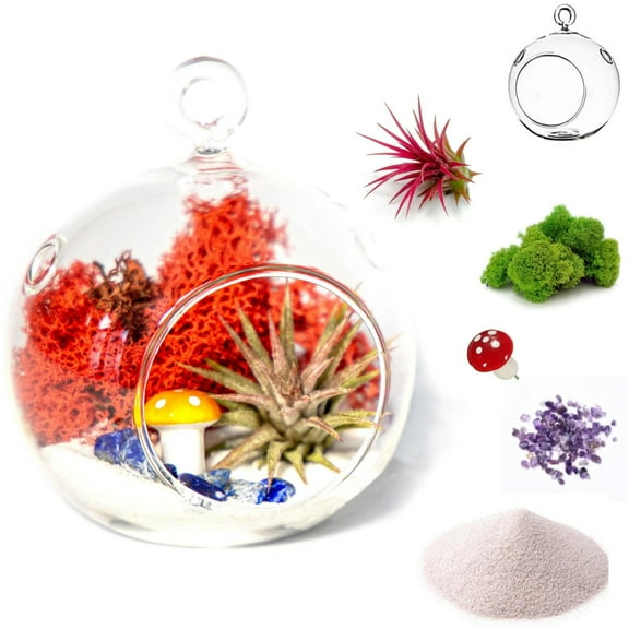 Creations by Nathalie - DIY Terrarium Kit with Live Air Plant (Local & Fresh from Florida), Glass Globe, Reindeer Moss, Figurine, Healing Crystal Chips and Sand - Handmade in USA