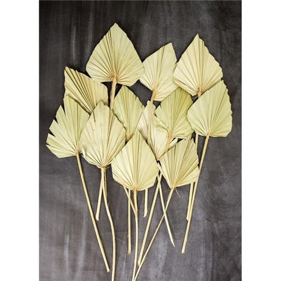 Creative Brands BMR226 Botanical Decor - Palm Spear - Set of 12