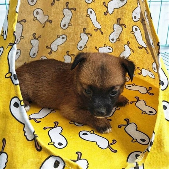 Creative Cat Hammock, Pet Accessories, Cat Cage, Washable Cat Bed