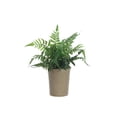 thumbnail image 1 of Creative Co-Op Faux Fern in Paper Pot, 1 of 2