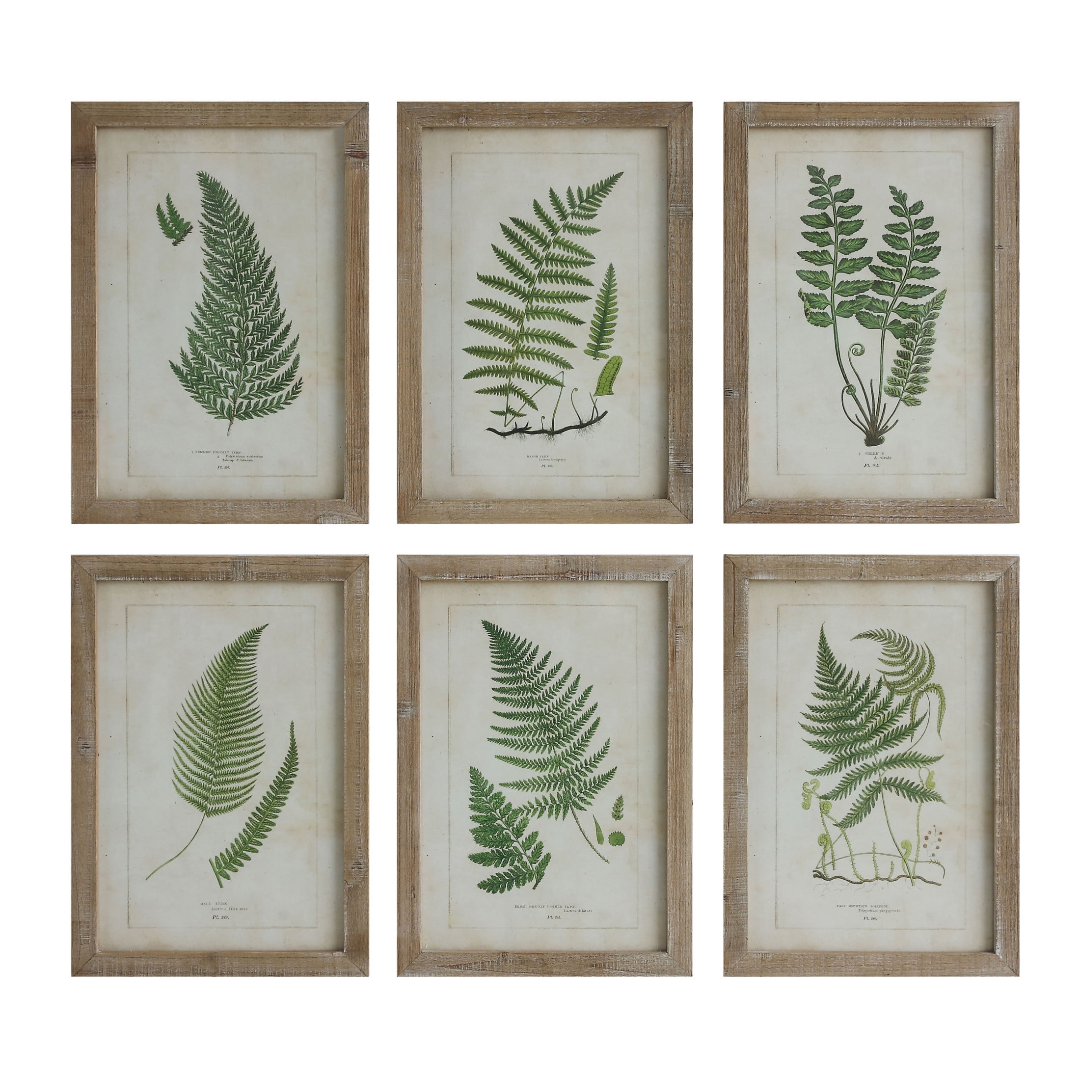 Natural Wood Framed Fern Print Wall Art Set of 6