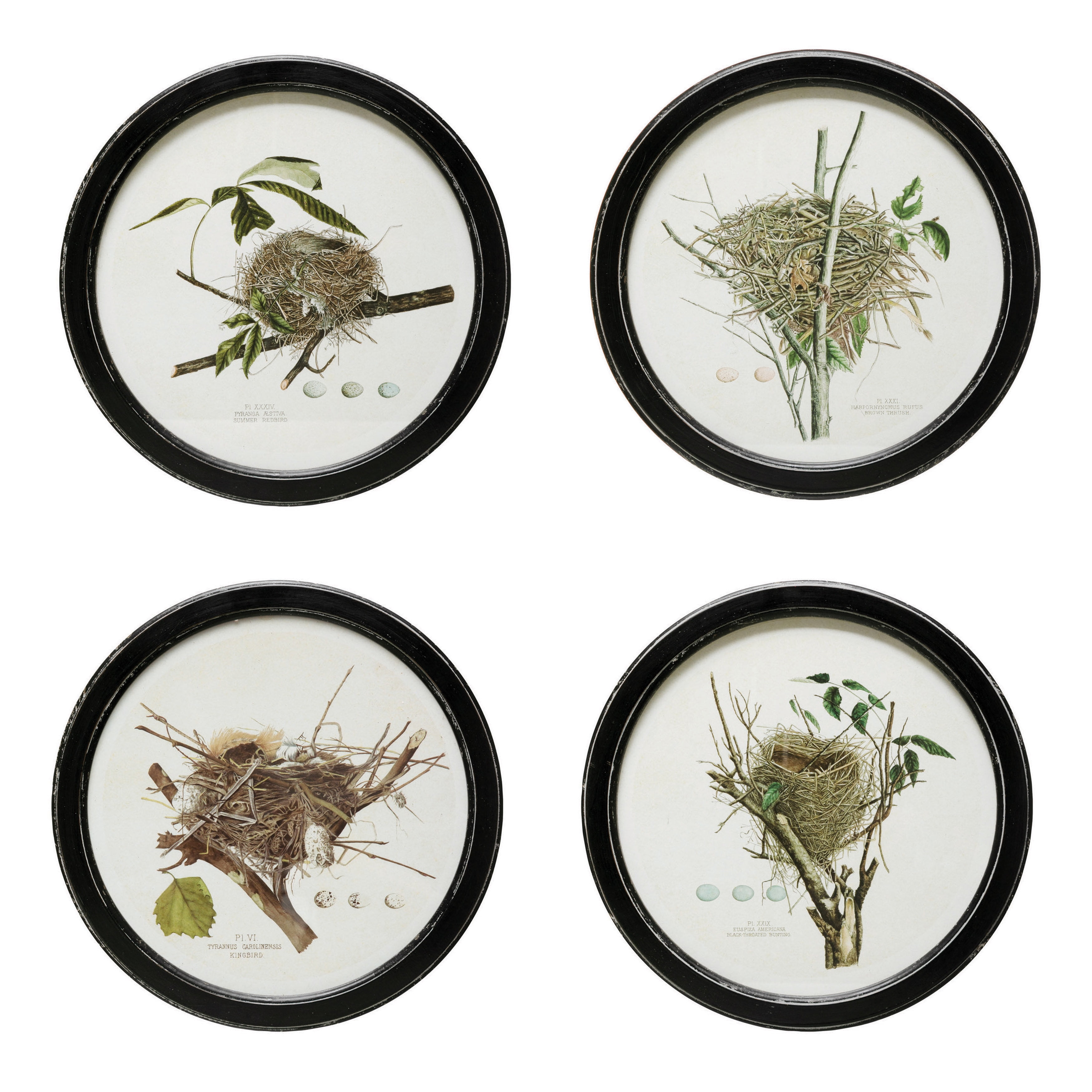 Set of 4 Black Framed Vintage Nest Print Wall Art