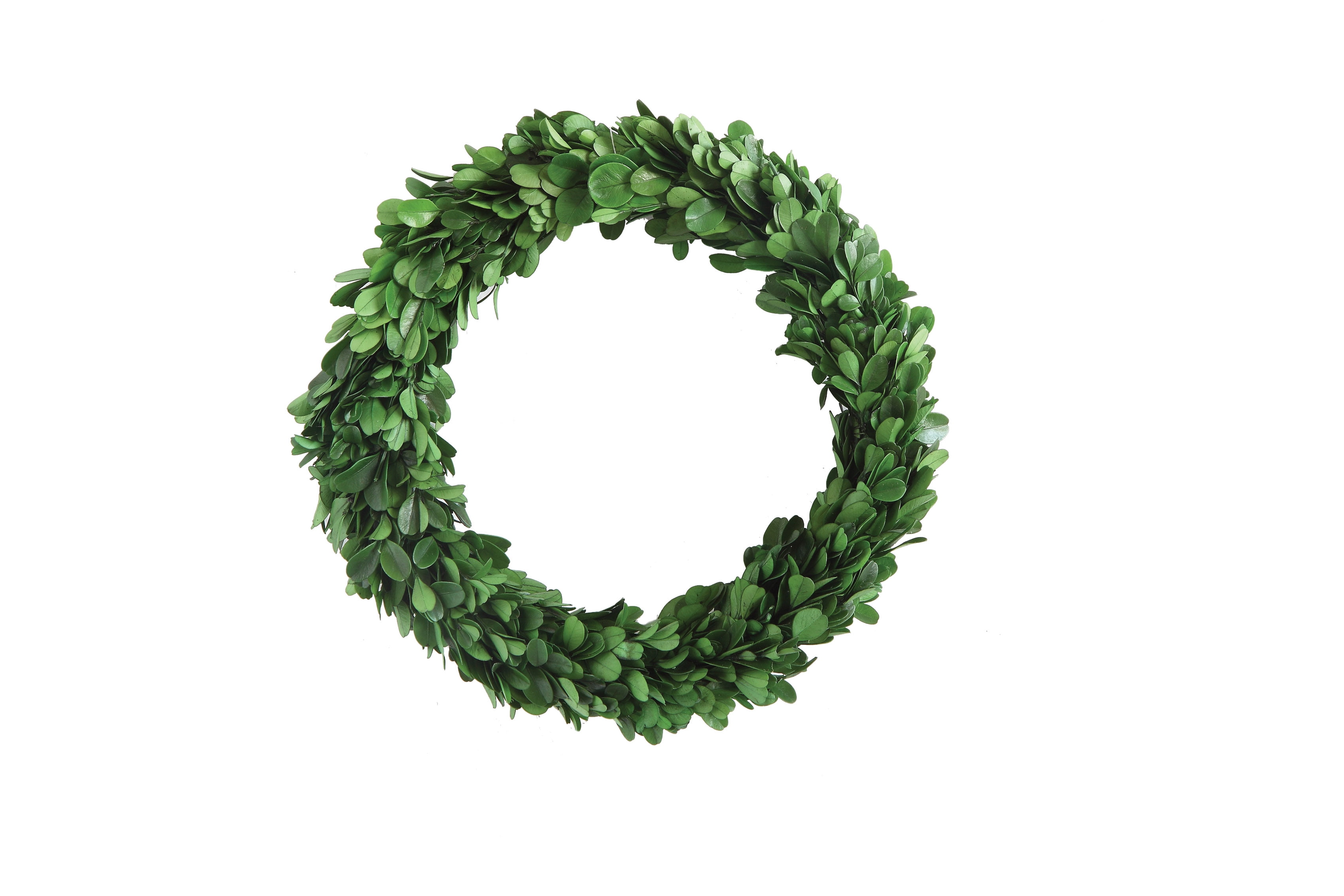 Preserved Green Boxwood Wreath with Burlap Ribbon
