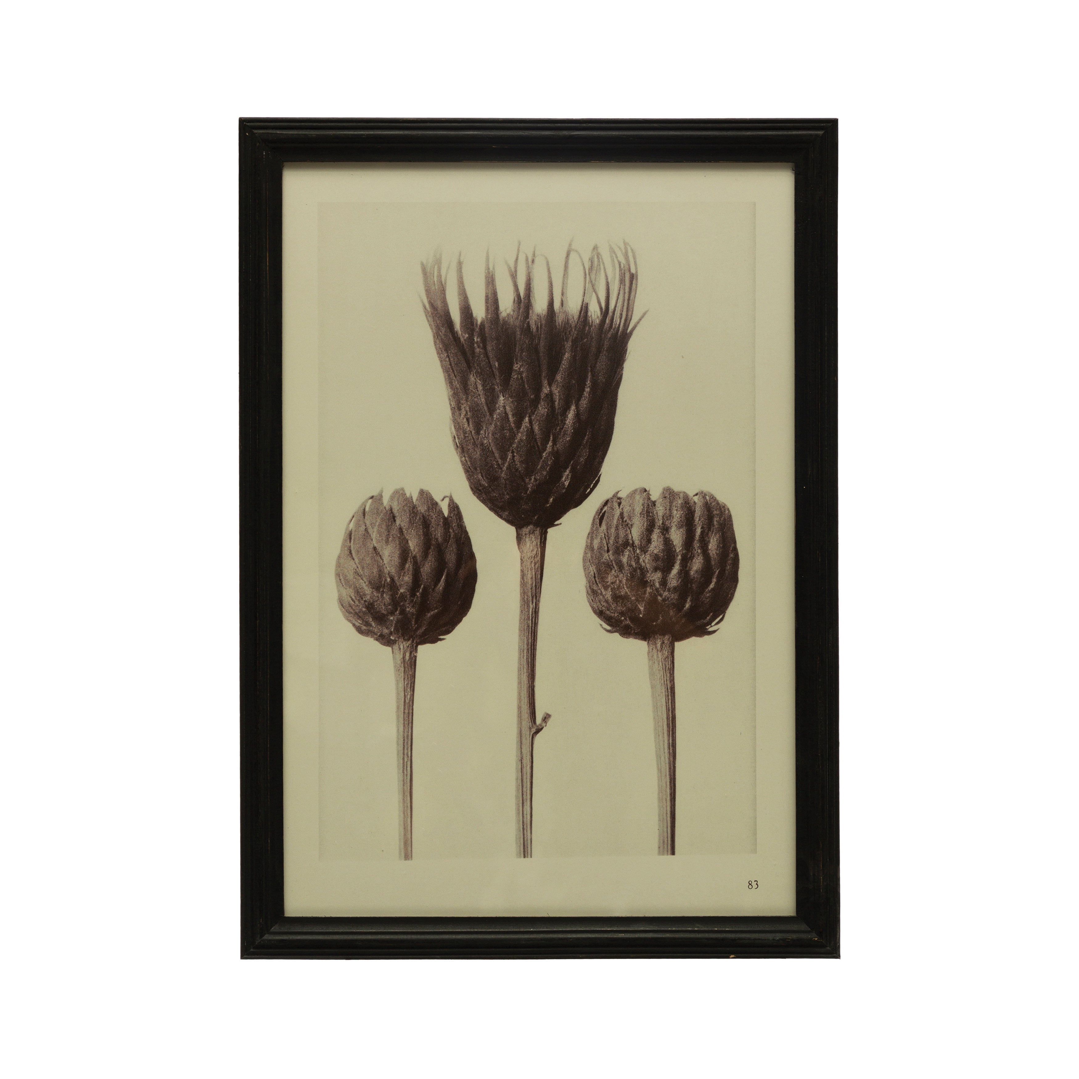 Black Framed Botanical Artichoke Print on Canvas
