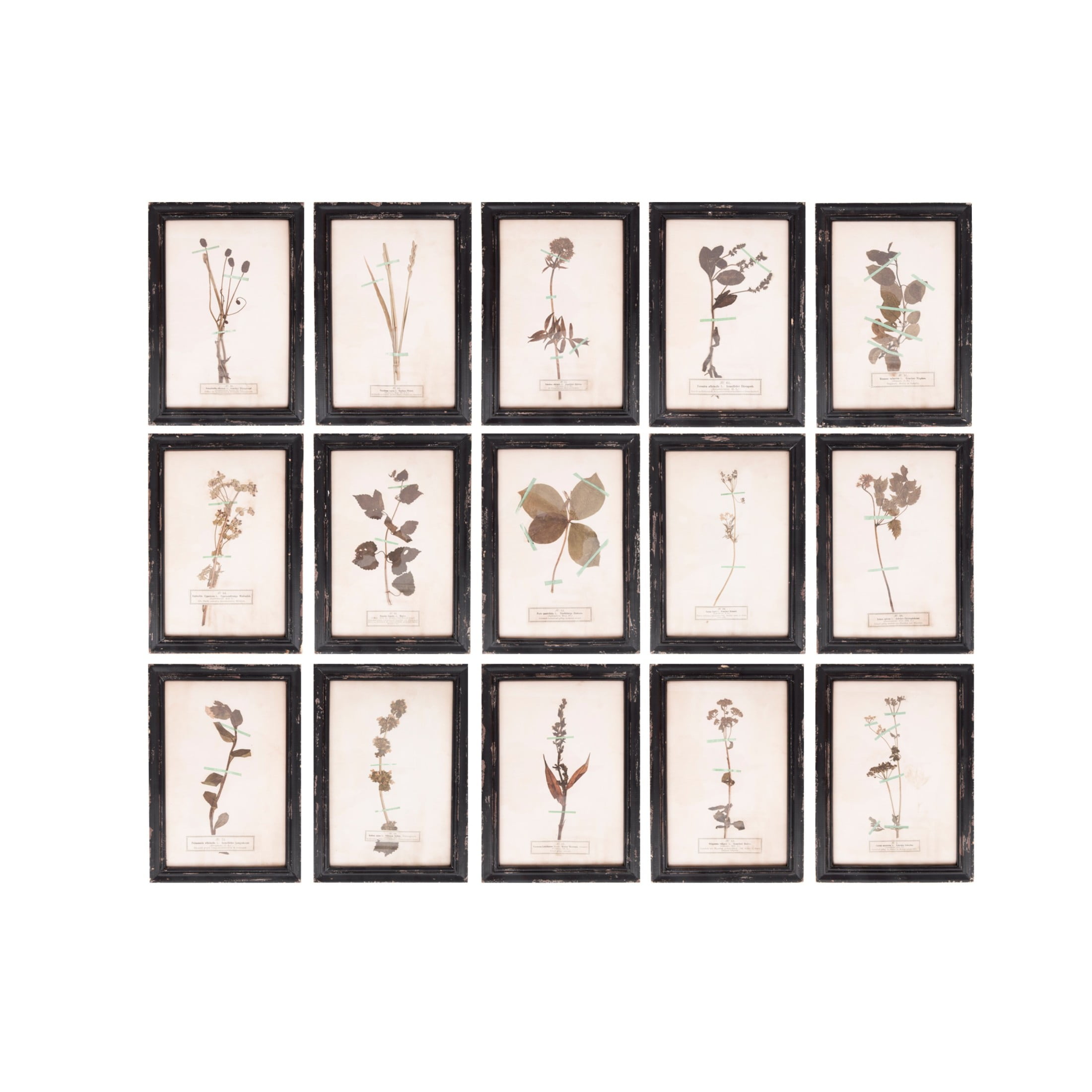 Distressed Black Wood Framed Botanical Wall Plaques Set of 16