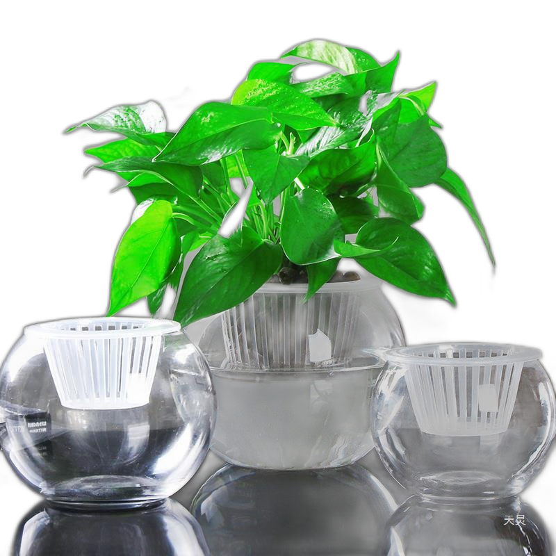 Creative Hydroponic Plant Glass Vase Transparent Water Raising Green
