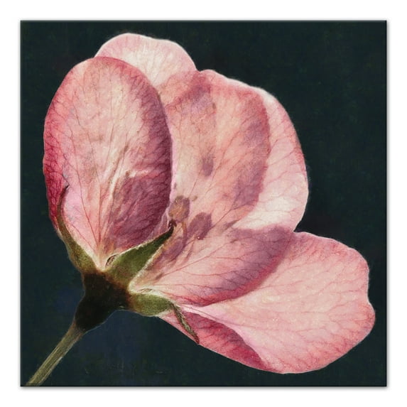 Creative Products Big Flower Print 30x30 Canvas Wall Art