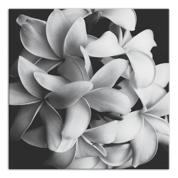 Creative Products Black and White Flower 16x16 Canvas Wall Art