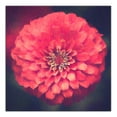 thumbnail image 1 of Creative Products Dark Red Flower 36x36 Canvas Wall Art, 1 of 5