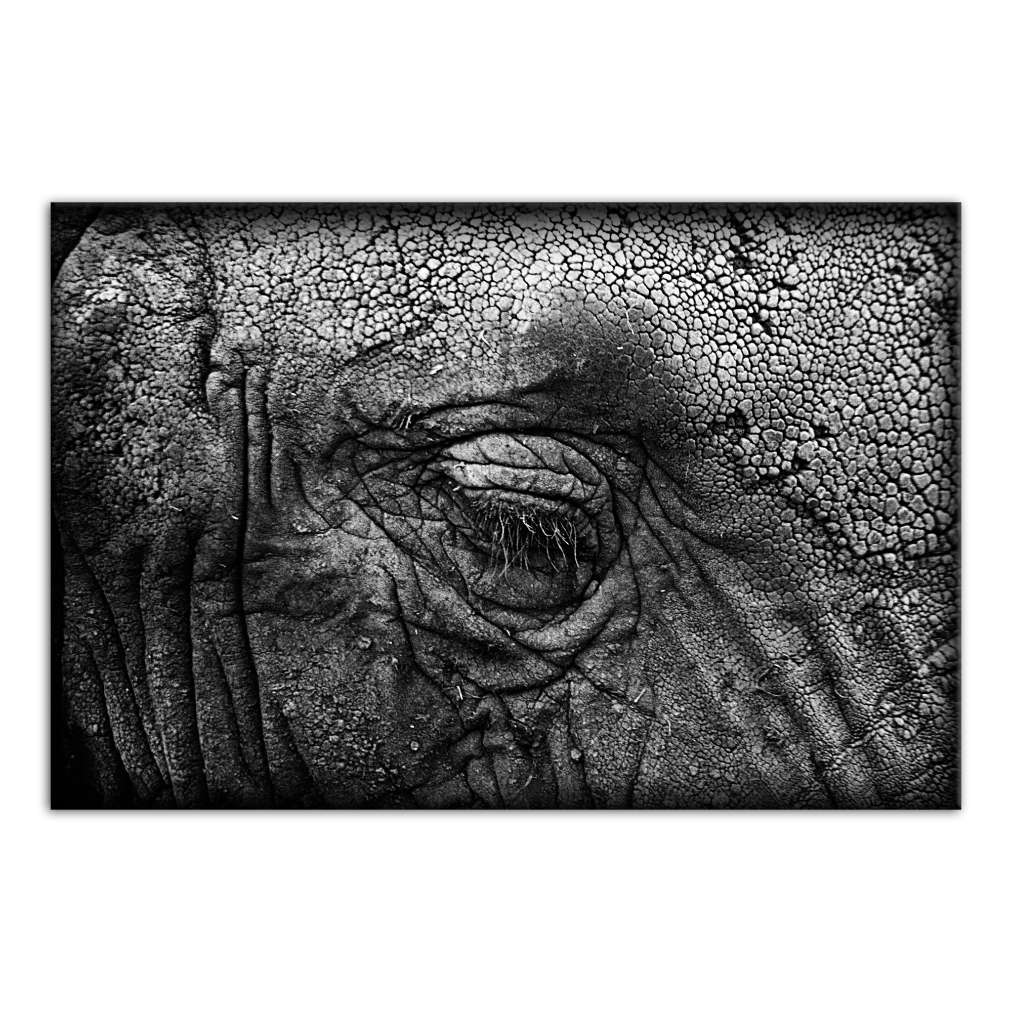 Elephant Skin Texture Black and White 24x36 Canvas Wall Art