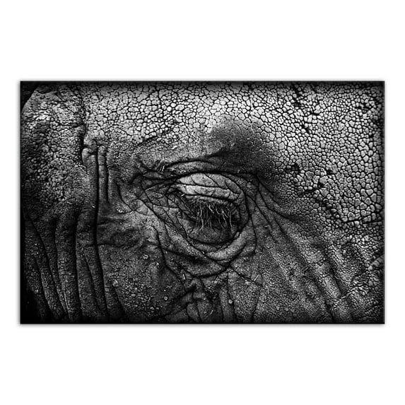 Creative Products Elephant Skin Texture 32x48 Canvas Wall Art