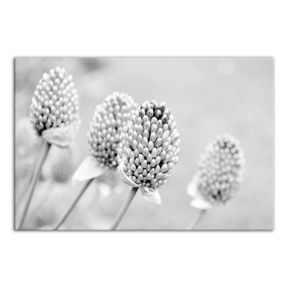 Creative Products Gray Flower Bulbs 30x20 Canvas Wall Art