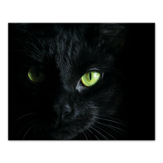Creative Products Halloween Black Cat 16x20 Canvas Wall Art