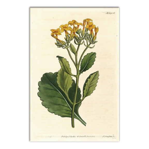 Creative Products Vintage Yellow Flower Stem 12x18 Canvas Wall Art