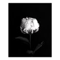 thumbnail image 1 of Creative Products White Rose on Black Background 24x30 Canvas Wall Art, 1 of 5