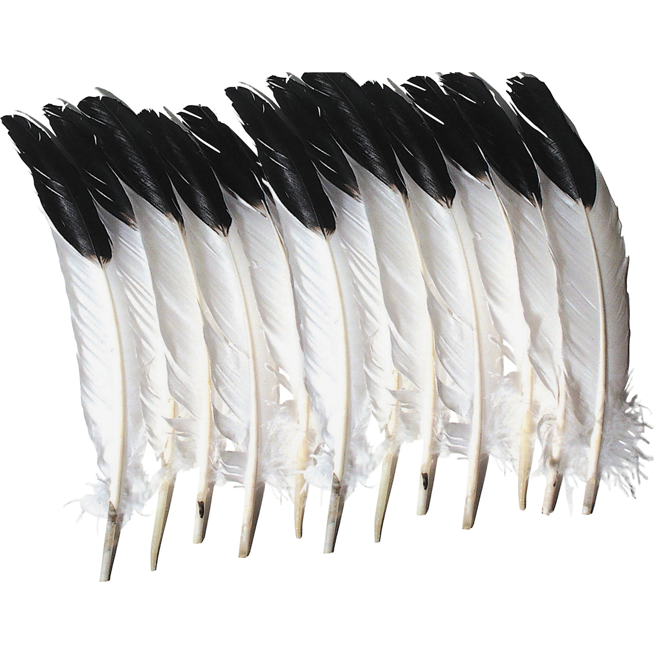 Fake Feathers, Can Be Realistic (Not Fast) · A Feather · Version by EstherC