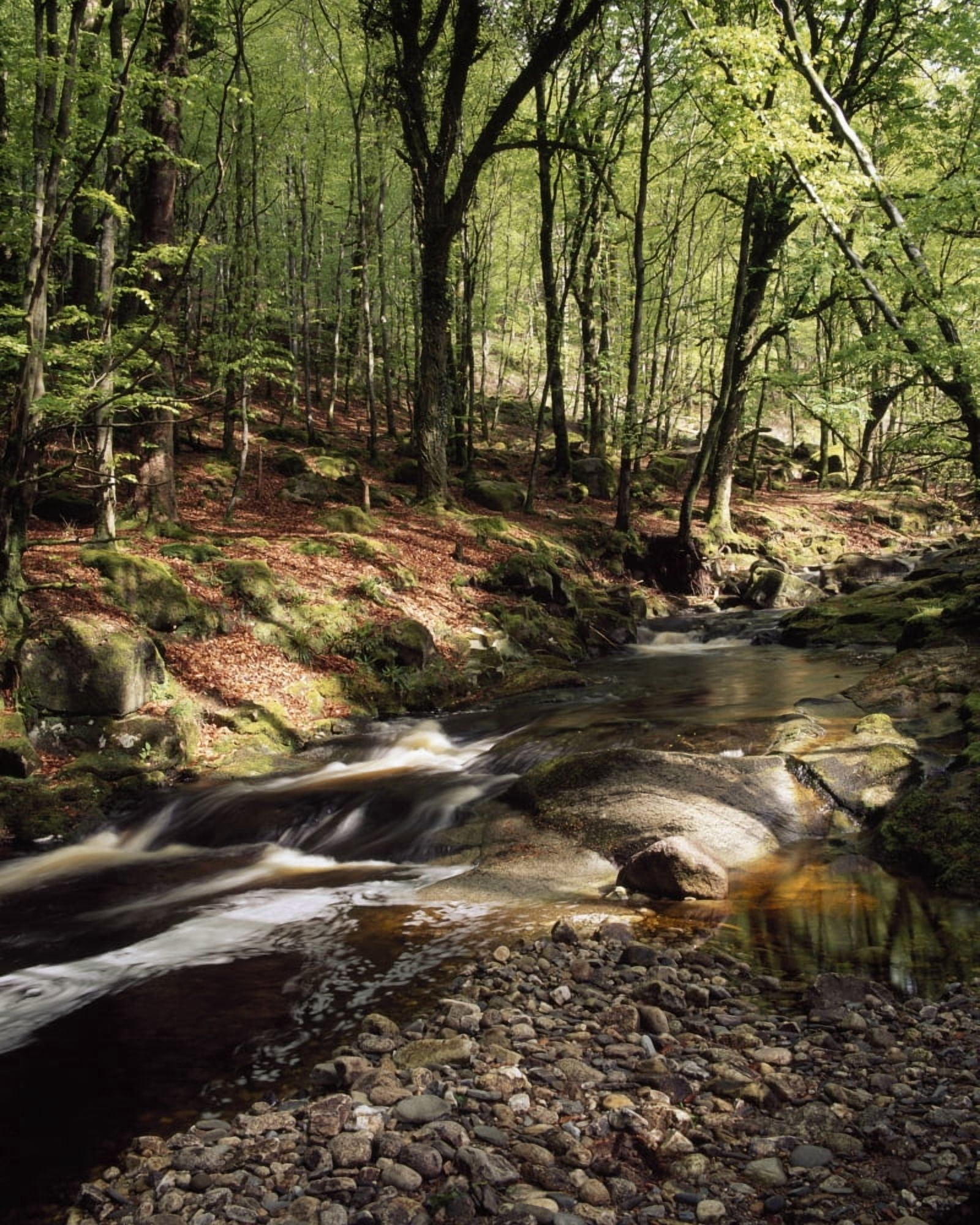 Creek In Woods Cloughleagh County Wicklow Ireland Canvas Art - The Irish Image Collection Design Pics (13 x 17)