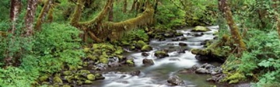 Creek Olympic National Park WA USA Canvas Art - Panoramic Images (36 x 12)