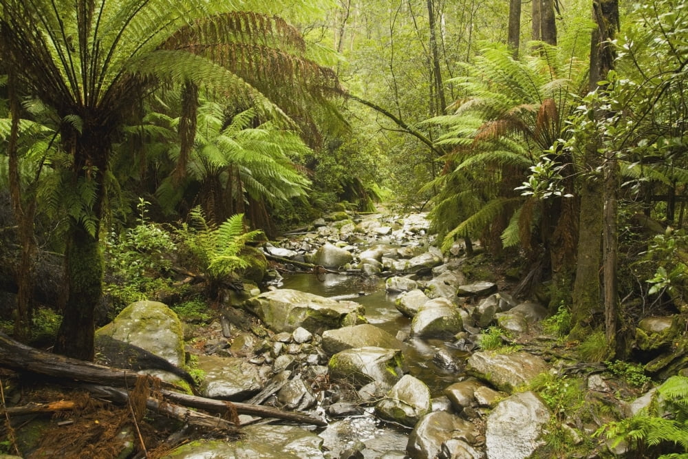 Creek Running Through The Rainforest Victoria Australia Canvas Art - John Doornkamp Design Pics (19 x 12)