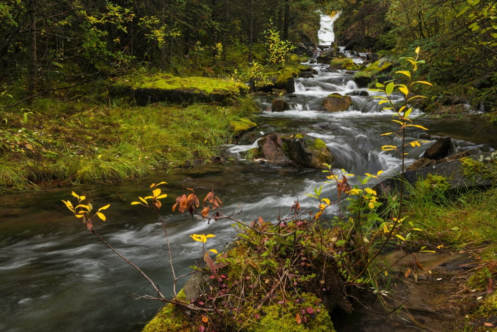 Creek cascading over rocks and moss Canmore Creek Canmore Alberta Canada Canvas Art - Panoramic Images (24 x 36)