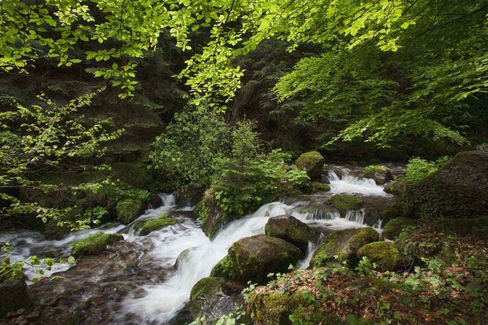 Creek flowing over rocks near Oberried Black Forest Germany Canvas Art - Carl Bruemmer Design Pics (19 x 12)