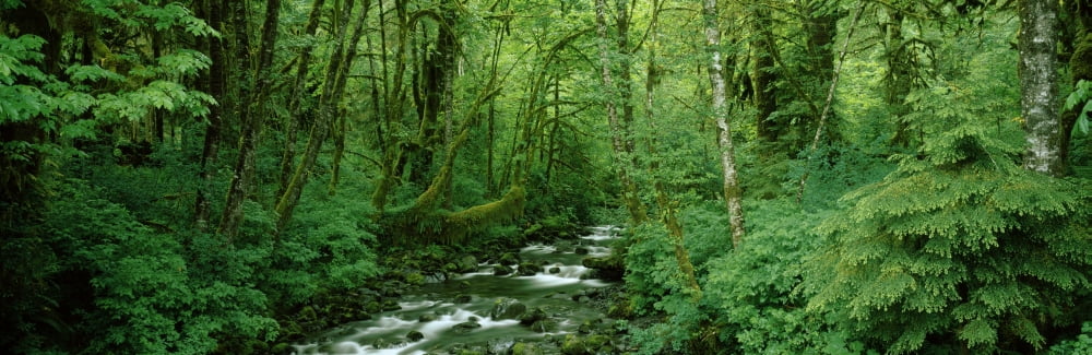 Creek flowing through a forest Canning Creek Quinault Rain Forest Olympic National Park Washington State USA Canvas Art - Panoramic Images (6 x 18)