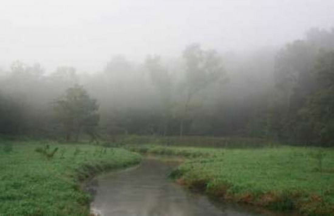 Creek in Fog I Canvas Art - Tammy Putman (12 x 18)